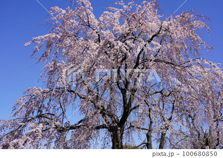 シダレザクラ ～山下公園～ 100680850