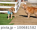 ドッグランで先住犬と遊びたい子犬 100681582