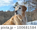 九歳のゴールデンレトリーバー 100681584