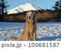 雪の浅間山と犬 100681587