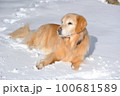雪の上に寝転ぶ犬 100681589