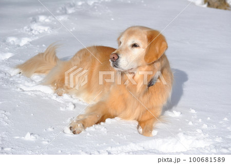 雪の上に寝転ぶ犬 雪の上に寝転ぶ犬 100681589