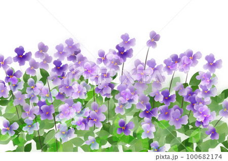 大紫羅欄花（オオアラセイトウ）の花カード1 100682174