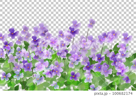 大紫羅欄花（オオアラセイトウ）の花カード1 100682174