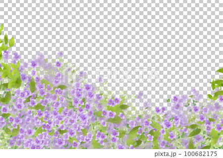 大紫羅欄花（オオアラセイトウ）の花カード2 100682175