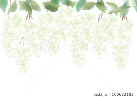 木付子・木五倍子（キブシ）の花カード3 100682182