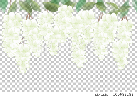 木付子・木五倍子（キブシ）の花カード3 100682182