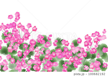 ゼラニウムの花カード1 ゼラニウムの花カード1 100682192