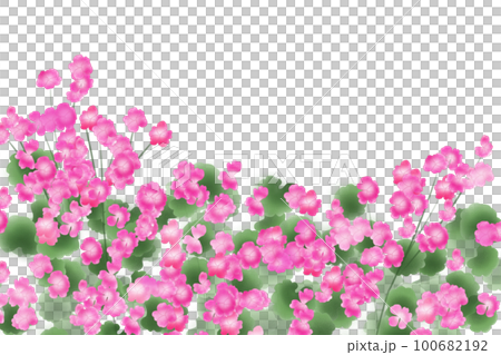 ゼラニウムの花カード1 ゼラニウムの花カード1 100682192