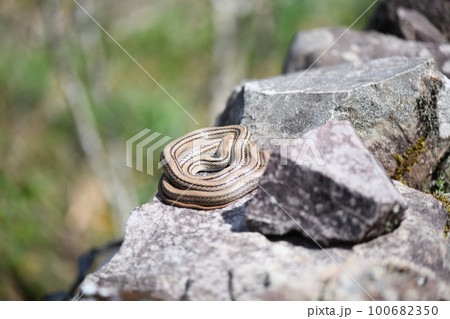 春に冬眠から目覚め、とぐろ巻く蛇（ヘビ） 100682350