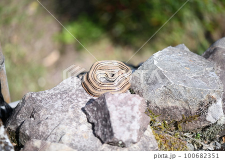 春に冬眠から目覚め、とぐろ巻く蛇（ヘビ） 100682351