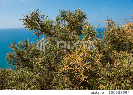 Mediterranean bush, briar, thorn Mediterranean bush, briar, thorn 100682994