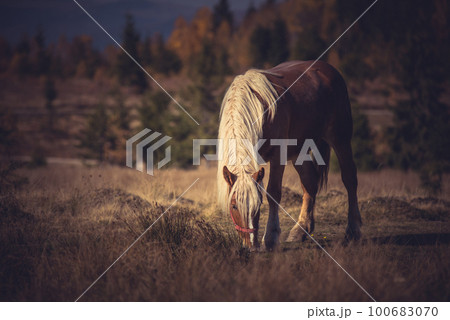 Horse in the meadow 100683070