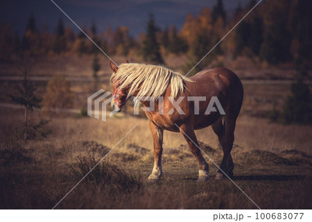 Horse in the meadow Horse in the meadow 100683077