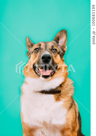 Portrait of funny mixed-breed mongrel dog with open mouth, sticking out his tongue. Mixed-breed mongrel dog close up portrait. Isolated on turquoise blue background Portrait of funny mixed-breed mongrel dog with open mouth, sticking out his tongue. Mixed-breed mongrel dog close up portrait. Isolated on turquoise blue background 100683199