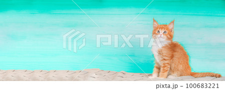 Cat Copy Space Background In Light Blue Color Colour. Young Red Maine Coon Kitten Cat Sitting On Sofa. Coon Cat, Maine Cat, Maine Shag. Amazing Pets Pet. Portrait On Backdrop. Panorama Panoramic View 100683221