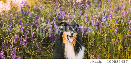 Tricolor Rough Collie, Funny Scottish Collie, Long-haired Collie, English Collie, Lassie Dog Sitting In Green Summer Meadow Grass With Purple Blooming Flowers. Panorama, Panoramic View 100683437
