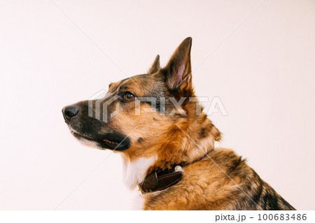 Profile portrait of mixed-breed mongrel dog with ears sticking o 100683486