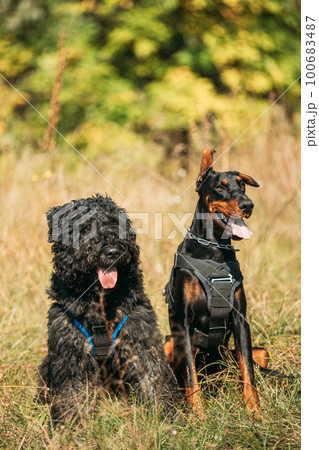 Beautiful Dobermann dog and Bouvier des Flandres dog funny sitting together outdoor in dry grass in autumn day. Funny Bouvier des Flandres herding dog breed and Doberman Pinscher dog sitting in dry 100683487