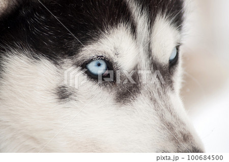 Husky dog portrait Husky dog portrait 100684500