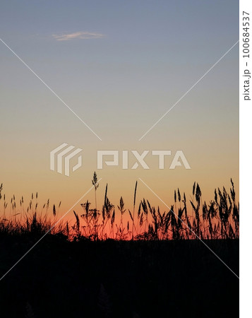 Grass silhouettes on sunset sky with copy space Grass silhouettes on sunset sky with copy space 100684537