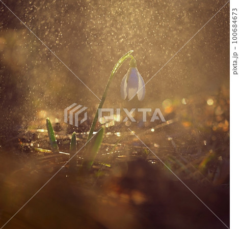 Spring colorful background with flower - plant. Beautiful nature in spring time. Snowdrop (Galanthus nivalis) 100684673