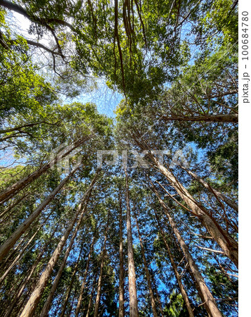 藤原岳　登山道 100684780