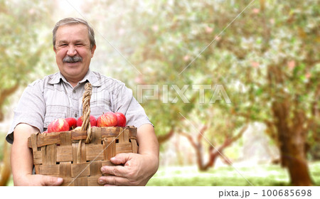 Harvesting an apples. Farmer with basket of apples in apple orchard. An elderly farmer smiling happily. Active retirement and healthy lifestyle concept Harvesting an apples. Farmer with basket of apples in apple orchard. An elderly farmer smiling happily. Active retirement and healthy lifestyle concept 100685698