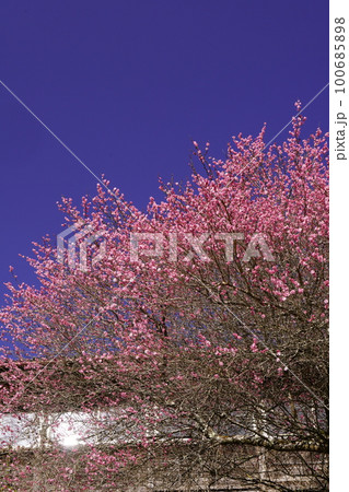 廃校舎跡に咲く紅梅と青空 100685898