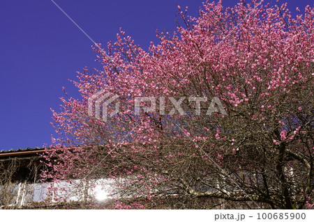 廃校舎跡に咲く紅梅と青空 100685900