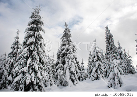 Magical snow covered fir trees in the mountains 100686015