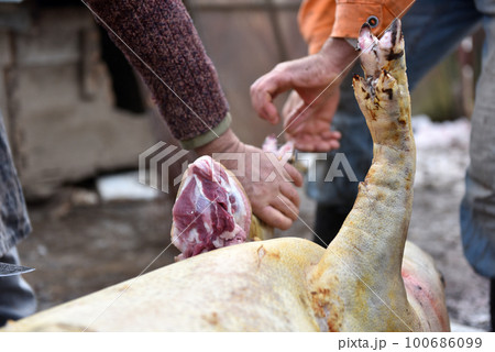 Slaughterman is cutting off the legs of the pig 100686099