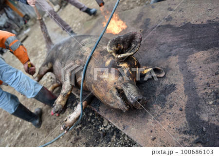 Slaughter burn the pig hair off with a gas burner Slaughter burn the pig hair off with a gas burner 100686103