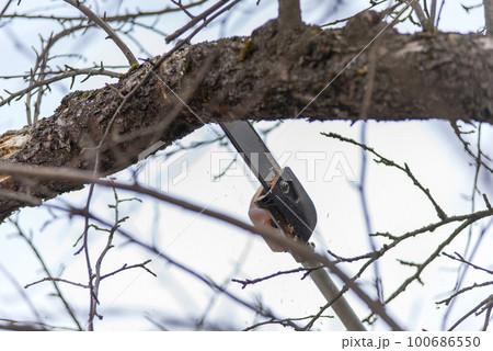 Pole saw cutting tree branch 100686550