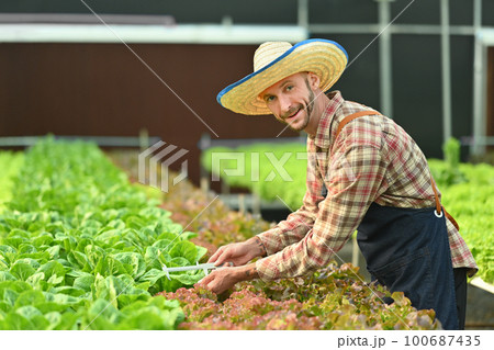 Smiling male farmer checking quality of organic vegetable in greenhouse. Hydroponic plant and healthy organic food concept 100687435