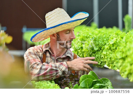 Organic farmer harvesting green oak lettuce in greenhouse. Hydroponic plant harvest and healthy organic food concept Organic farmer harvesting green oak lettuce in greenhouse. Hydroponic plant harvest and healthy organic food concept 100687556