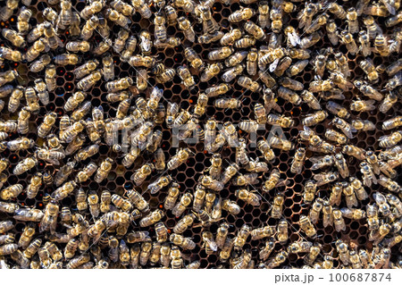 Abstract hexagon structure is honeycomb from bee hive filled Abstract hexagon structure is honeycomb from bee hive filled 100687874
