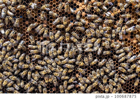Abstract hexagon structure is honeycomb from bee hive filled Abstract hexagon structure is honeycomb from bee hive filled 100687875