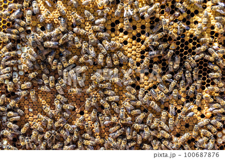 Abstract hexagon structure is honeycomb from bee hive filled Abstract hexagon structure is honeycomb from bee hive filled 100687876