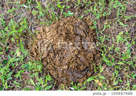 Photography on theme fresh cow dung lies on manure animal farm 100687886