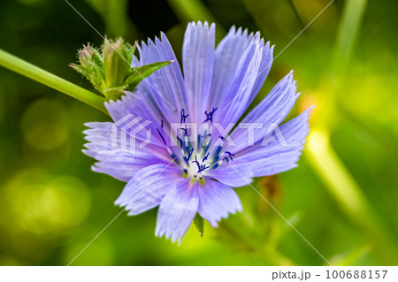 Beauty wild growing flower chicory ordinary on background meadow 100688157
