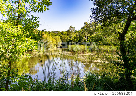Beautiful grass swamp reed growing on shore reservoir in countryside 100688204