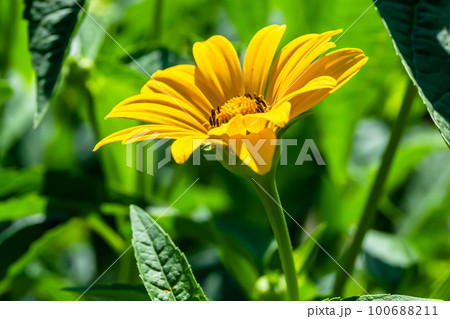 Fine wild growing flower aster false sunflower on background meadow 100688211