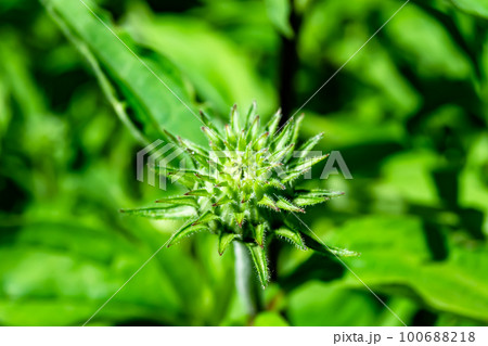 Fine wild growing flower aster false sunflower on background meadow 100688218