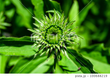 Fine wild growing flower aster false sunflower on background meadow 100688219
