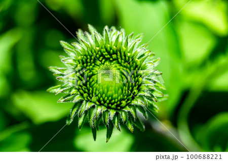 Fine wild growing flower aster false sunflower on background meadow 100688221