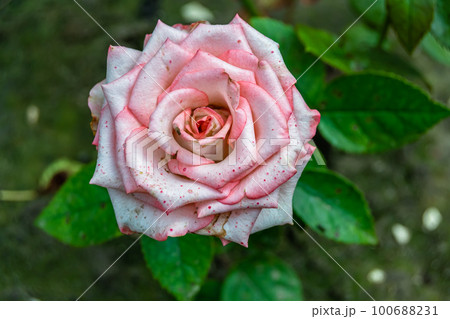 Photography on theme beautiful wild growing flower rose 100688231