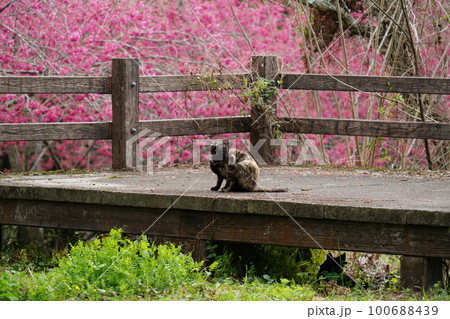 桜猫の錆柄メスと黒猫メスが満開の寒緋桜の花見する 桜猫の錆柄メスと黒猫メスが満開の寒緋桜の花見する 100688439