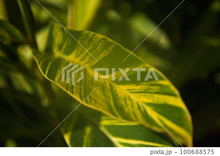 万葉菊花園 100688575