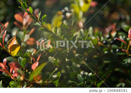 万葉菊花園 万葉菊花園 100688581